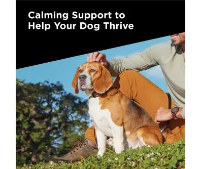 Calming support to help your dog thrive