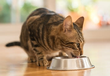 Dry Food Image